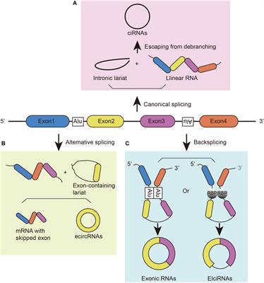 Circular RNAs in the Central Nervous System